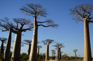 Baobab Avenue Madagaskar.