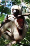 Res till Madagskar och möt de charmiga lemurerna.
