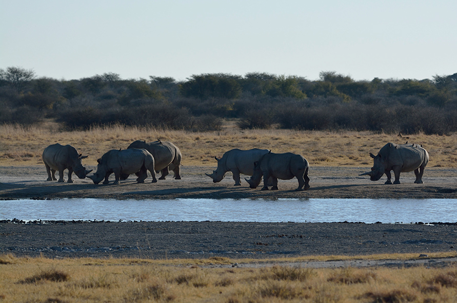 Botswana Khama Rhino Reserve