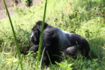 Se bergsgorillor på safari i Uganda eller Rwanda.