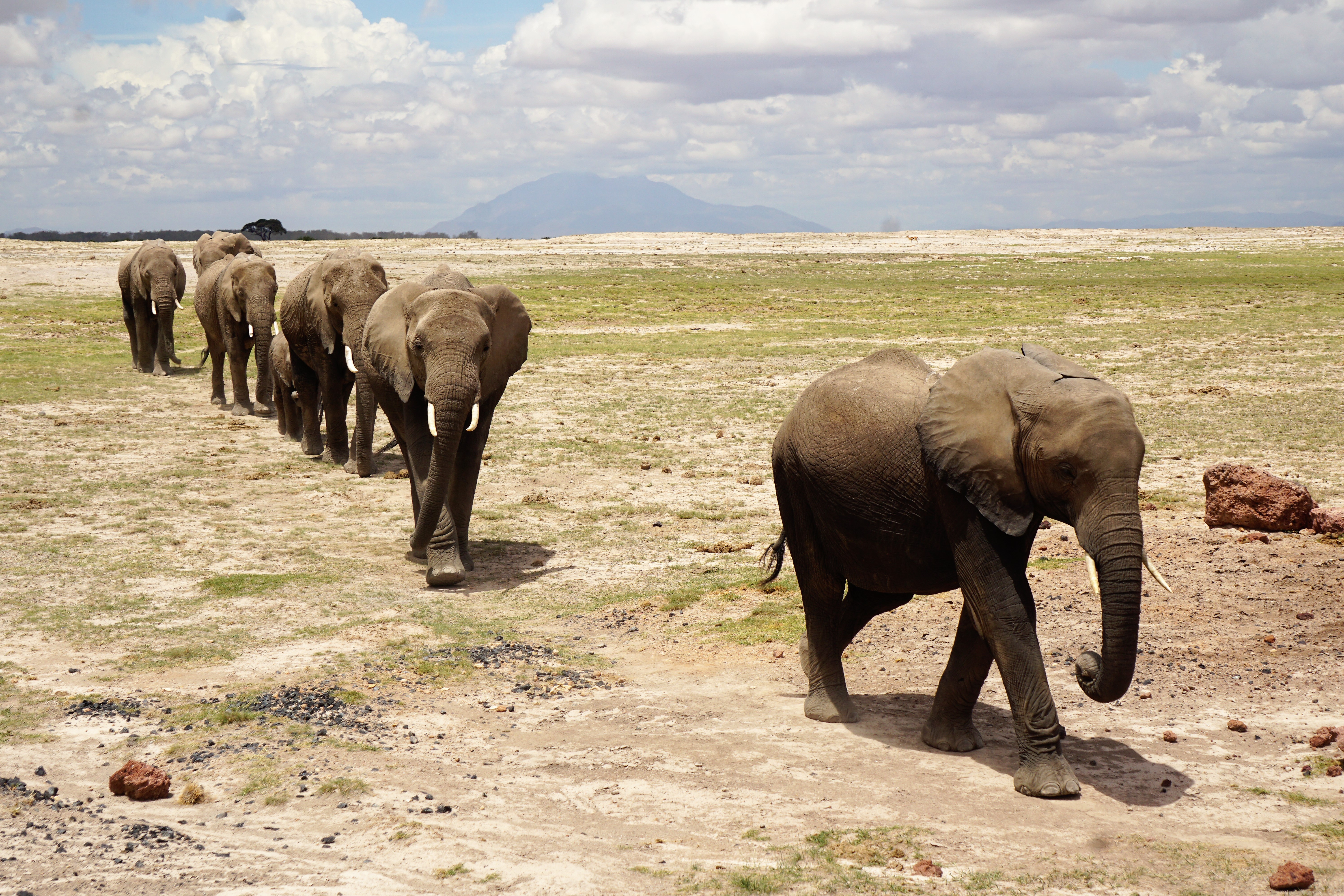 Under en safari i Afrika, till exempel Tanzania, Kenya och Sydafrika kan du se the Big five där elefanter ingår. 