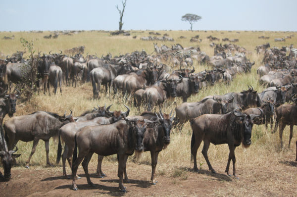 Res på safari i Serengeti och upplev den stora migrationen.