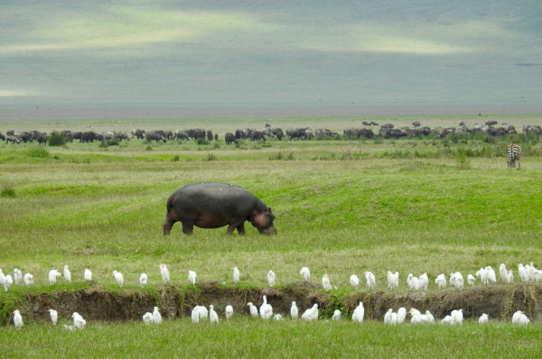 Res på safari i Ngorongorokratern i Tanzania och upplev det rika djurlivet.