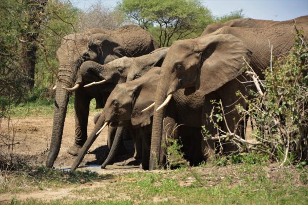 Reser du på safari i Tarangire national park i Tanzania får du uppleva parkens rika djurliv. 