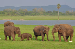 Vill du se elefanter under din resa i Sri Lanka kan du besöka Miinneryia nationalpark eller Pinnawala Elephant Orphanage.