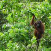 Resa till Borneo Malaysia Sepilok Orangutangcenter