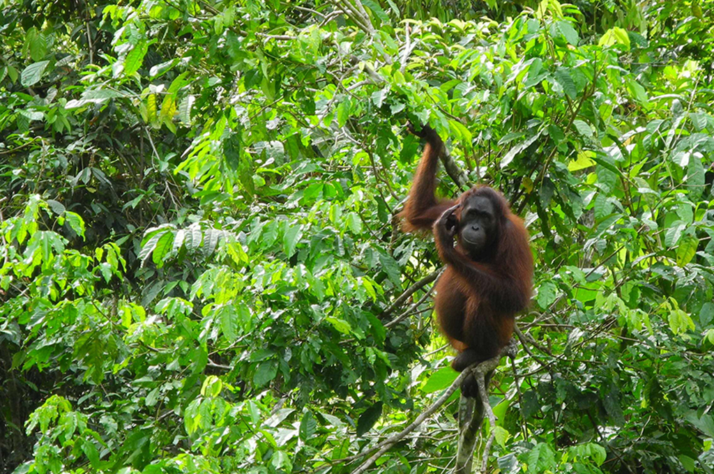 Orangutang i Borneos regnskog