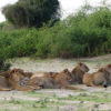 Resa till Botswana lejon