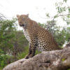Resa till Botswana leopard