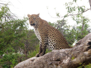 Resa till Botswana leopard