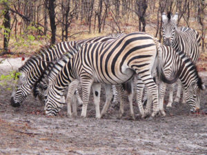 Resa till Botswana zebror
