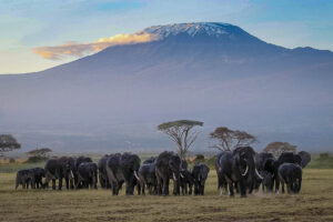 safari Kenya Amboseli