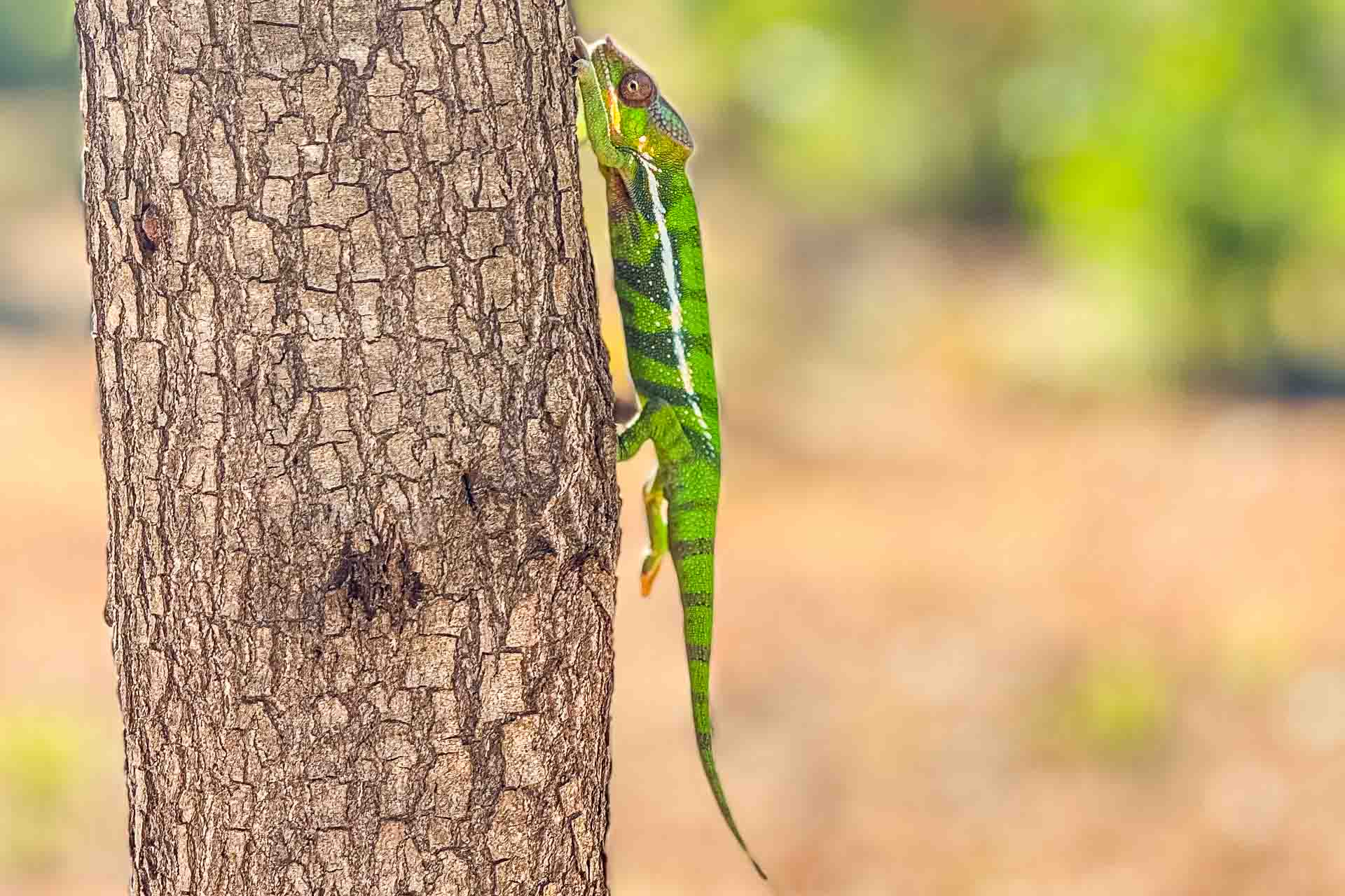 Madagaskar resa, lemurer, kameleonter, vacker natur och härligt strandliv