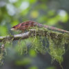 Resa till Madagaskar Kameleont