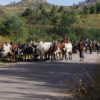 Resa till Madagaskar Fianarantsoa Ranohia boskap