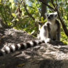 Resa till Madagaskar Fianarantsoa Ranohia lemur