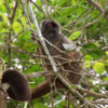 Resa till Madagaskar Amber Mountain lemur