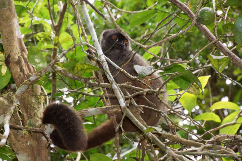 Resa till Madagaskar Amber Mountain lemur