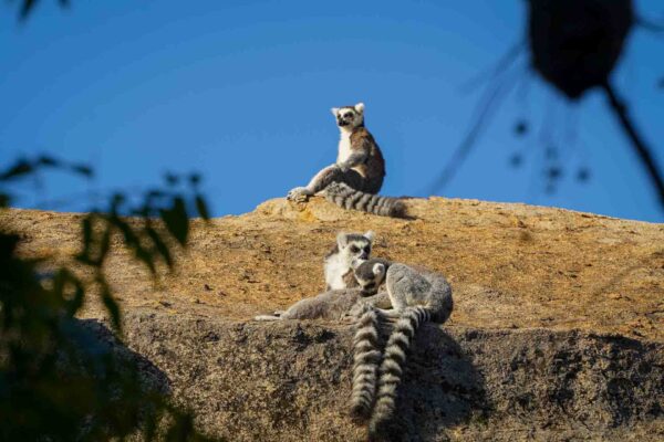 Madagaskar, södra turen, Anja, kattalemur