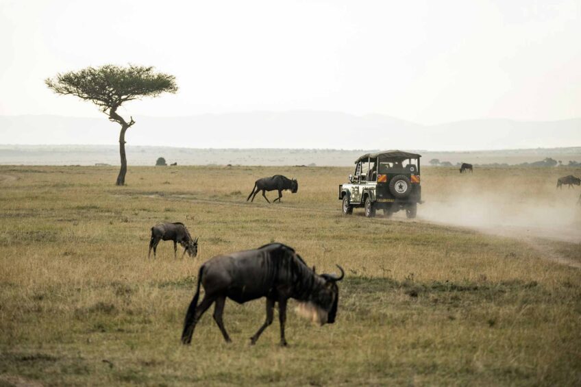 Safari i Kenya - Nyati safari