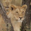 Resa till Tanzania safari Lejon