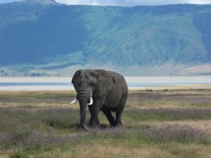 Elefant i vackra Ngorongoro