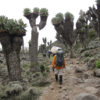 Resa till Kilimanjaro Trekking