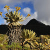 Resa till Colombia natur