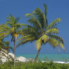 Resa till Colombia strand palm