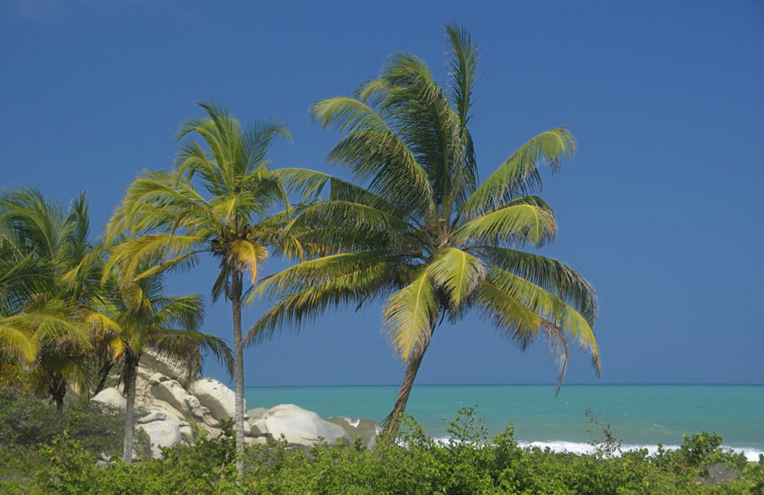 Resa till Colombia strand palm