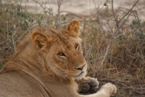 Resa till Tanzania Safari lejon
