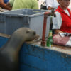 Resa till Galapagos sjölejon