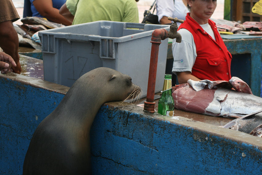 Resa till Galapagos sjölejon