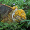 Resa till Galapagos Leguan