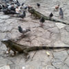 Resa till Galapagos Leguaner