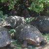 Resa till Galapagos jättesköldpadda