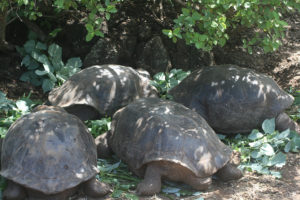 Ecuador Galapagos Sköldpaddor Aki Nicolaides