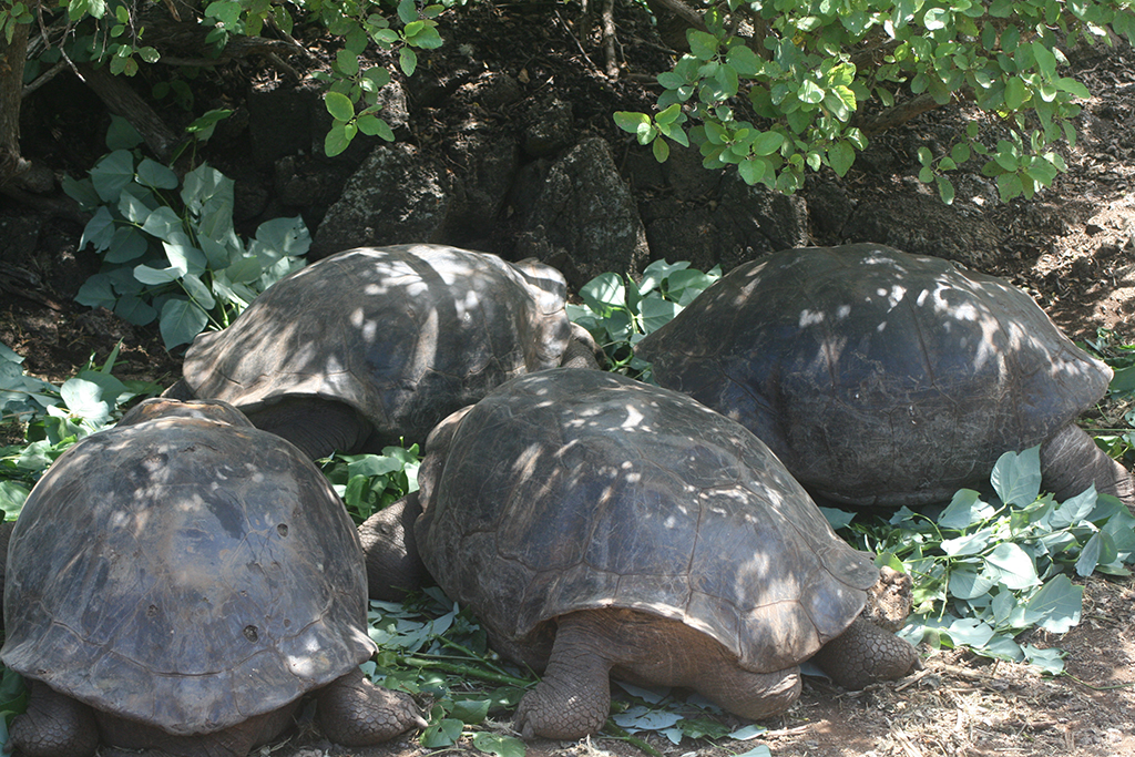 Resa till Galapagos jättesköldpadda