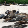 Resa till Galapagos sjölejon