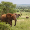 Tanzania, Tarangire, elefant