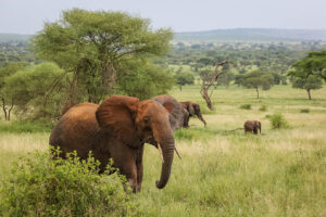 Tanzania, Tarangire, elefant