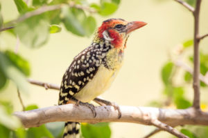 Lake Manyara