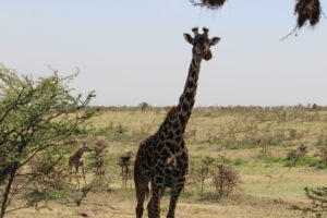 Lake Manyara Giraff