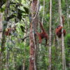 Resa till Borneo Malaysia orangutanger