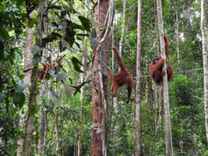 Resa till Borneo Malaysia orangutanger