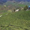 Resa till Malaysia Cameron Highlands
