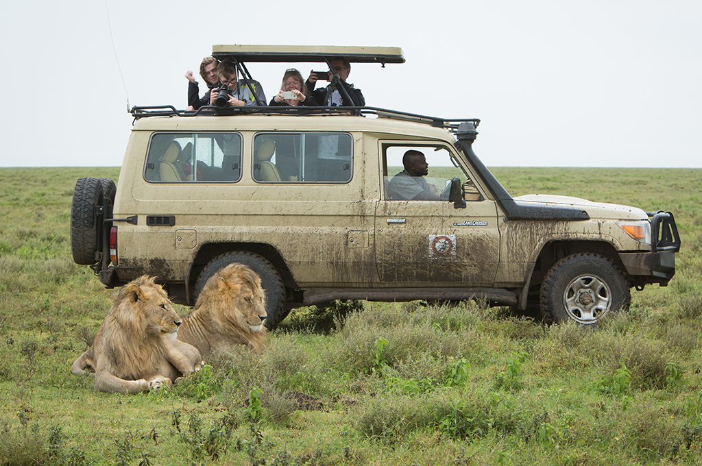 Game drive i Serengeti.