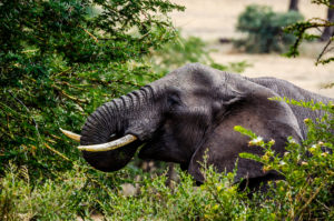 Hungrig elefant i Ngorongoro