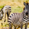 Resa till tanzania Ngorongoro Zebra