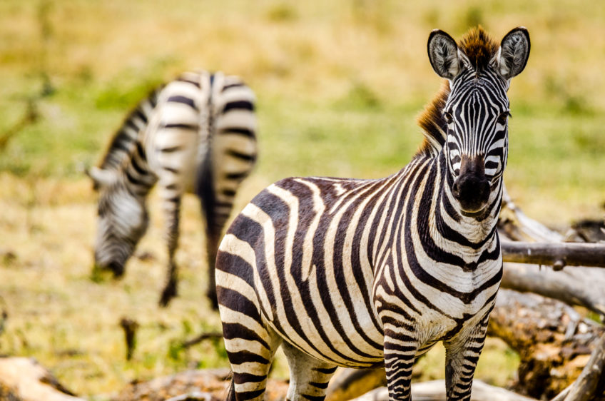 Resa till tanzania Ngorongoro Zebra